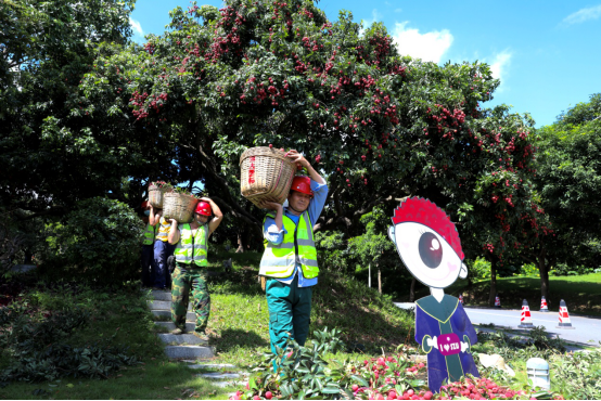 Shenzhen University Celebrates Lychee Festival