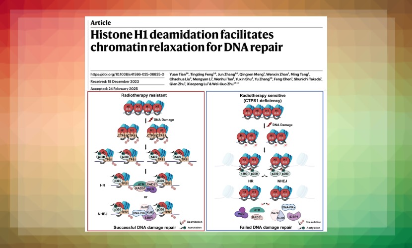 Professor Zhu Weiguo's team at Shenzhen University makes breakthrough in cancer prevention and treatment research, published in Nature