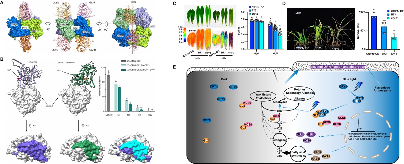 Shenzhen University team unlocks maize's "sunscreen" mechanism! Blue light enhances UV resistance