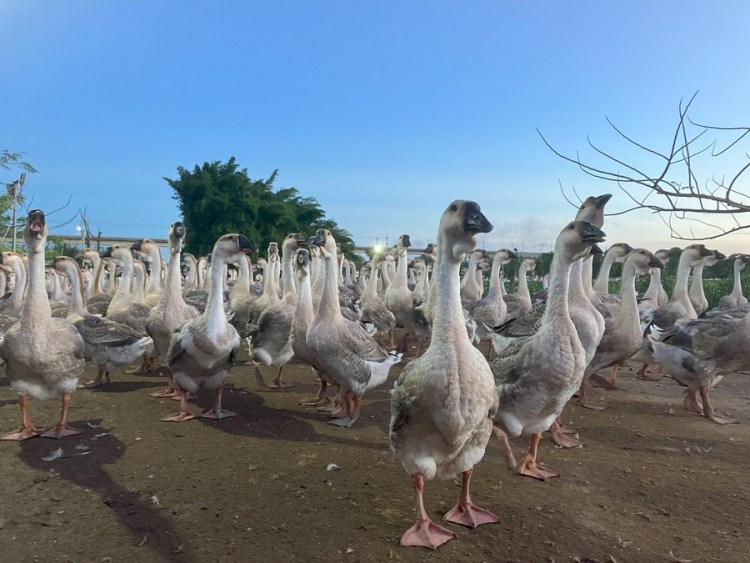 AI program developed by students benefits goose farm